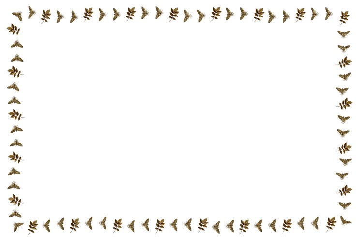 Photo vintage butterfly and leaf border frame design element
