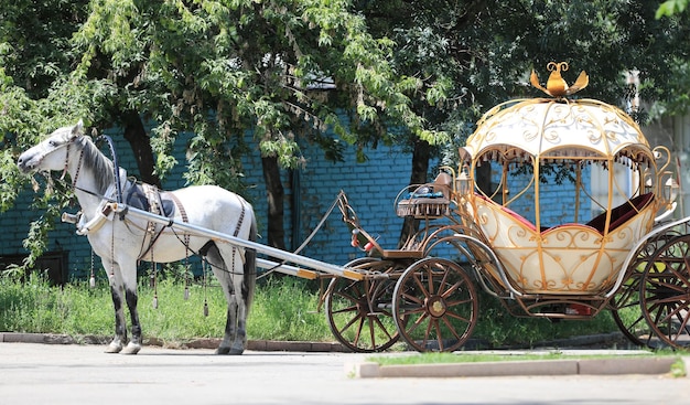 写真 公園で馬とヴィンテージの馬車