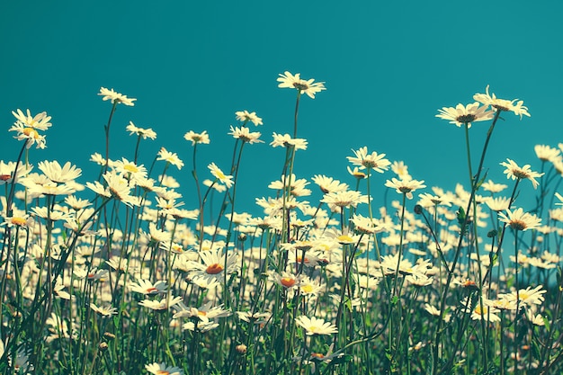 青い空を背景にヴィンテージカモミールの花