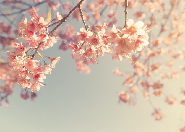 ヴィンテージ桜 - さくらの花。自然の背景