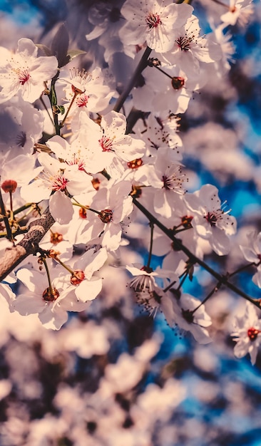 春の休日のデザインの花の夢の庭の自然の背景として日の出に咲くヴィンテージの桜の花