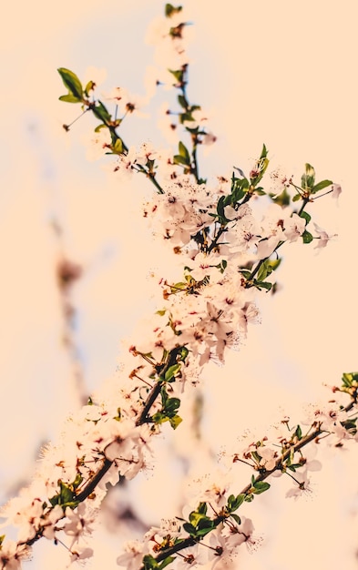 Vintage cherry flowers in bloom at sunrise as nature background for spring holiday design floral dream garden