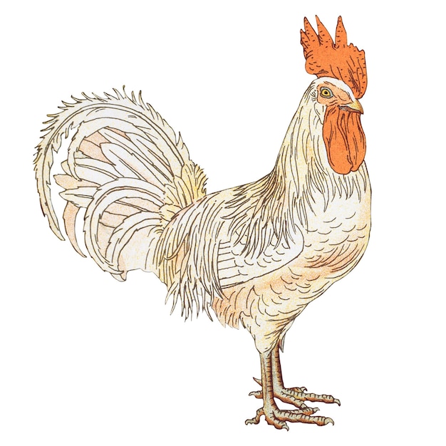vintage chicken png sticker farm animal illustration transparent background