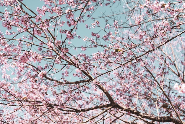 Vintage close up Wild Himalayan Cherry blossoms (Prunus cerasoides) blooming on tree 