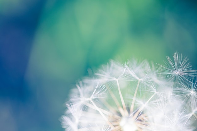 Vintage closeup of dandelion field in sunset. Artistic autumn nature blurred foliage