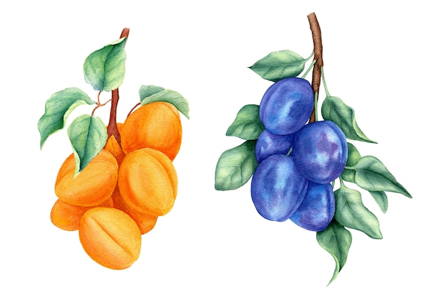 Винтажная коллекция фруктов со сливами и абрикосами, акварельная ботаническая иллюстрация