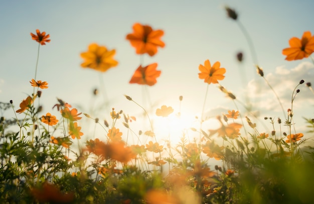 Vintage color filter cosmos flower field.