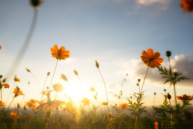 Vintage color filter cosmos flower field.