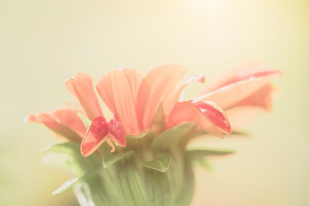 Vintage color of the red sunflower in the nature