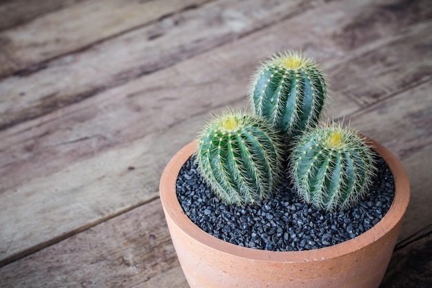 写真 木製の背景に粘土の鍋でカクタスの柔らかい明るい色のヴィンテージ