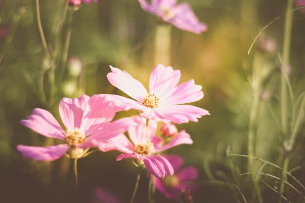 Vintage cosmos flowers