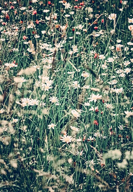 Foto campo margherita vintage in erba verde estiva e fiori che sbocciano prato di camomilla come natura primaverile e...