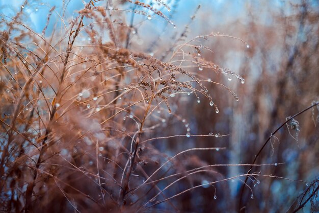 Vintage dry flowers closeup. Aesthetic toned nature landscape background. Winter, autumn design viewphoto