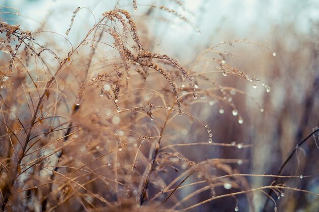 Photo vintage dry flowers closeup. aesthetic toned nature landscape background. winter, autumn design viewphoto