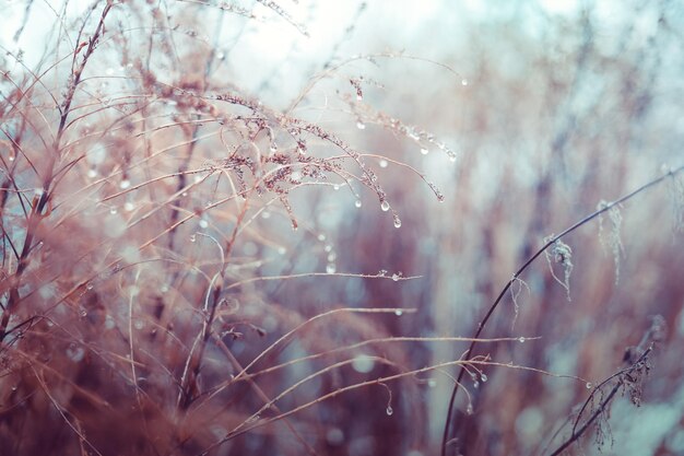 Vintage dry flowers closeup. Aesthetic toned nature landscape background. Winter, autumn design viewphoto