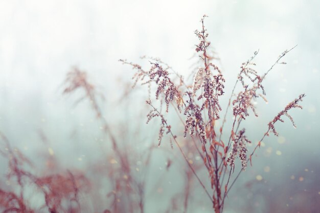 Vintage dry flowers closeup. Aesthetic toned nature landscape background. Winter, autumn design viewphoto