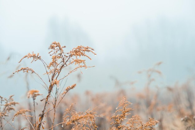 사진 빈티지 마른 꽃 근접 촬영입니다. 미적 톤의 자연 풍경 배경입니다. 겨울, 가을 디자인 viewphoto