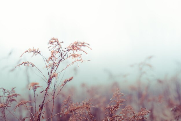 사진 빈티지 마른 꽃 근접 촬영입니다. 미적 톤의 자연 풍경 배경입니다. 겨울, 가을 디자인 viewphoto