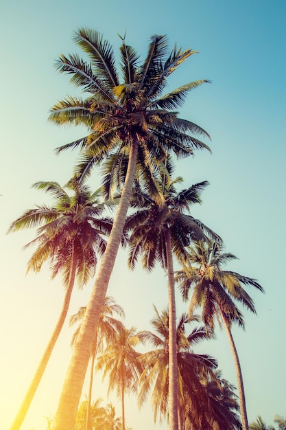 vintage filter coconut tree on sky and sunset background