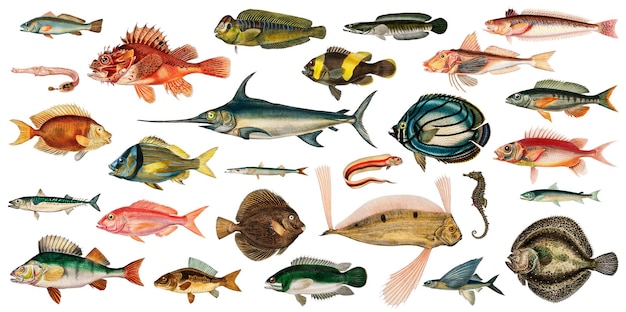 Vintage fish png set remix van kunstwerken van Charles Dessalines Dorbigny
