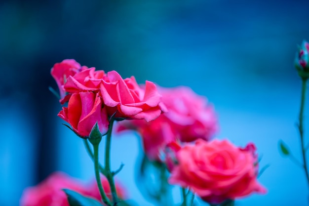 Vintage flower background Rose bush against blue background