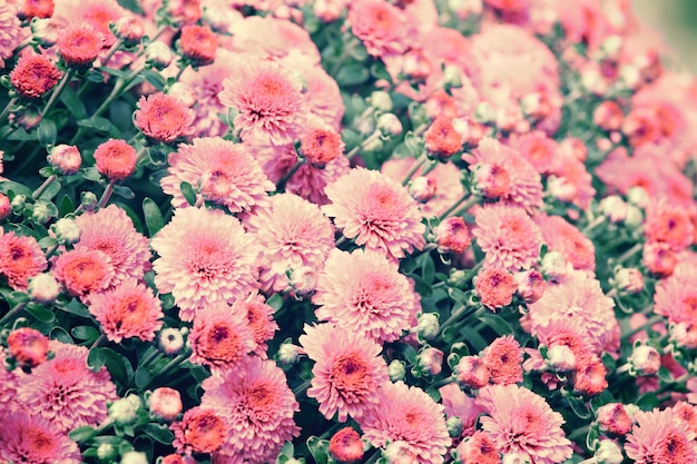 Vintage flower background