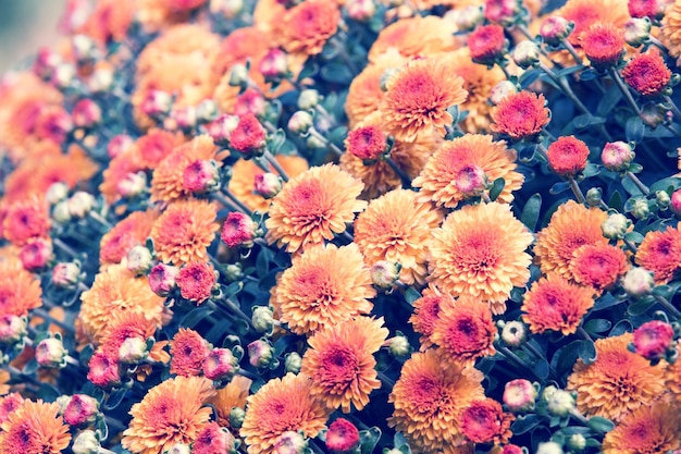 Vintage flower background