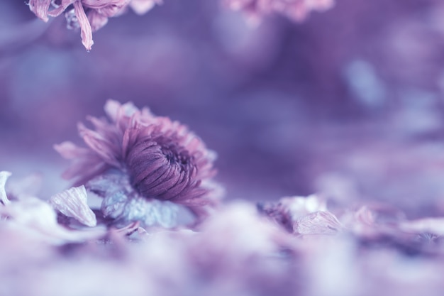 Photo vintage flowers made with gradient for background,abstract,texture,soft and blurred style.