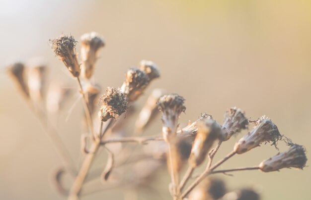 vintage flowers made with gradient for background