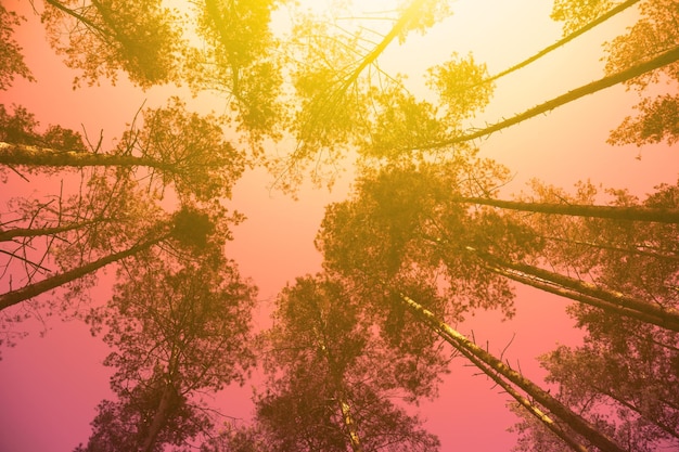 Cornice d'epoca da alberi al tramonto in primavera alberi di pino contro il cielo viola con il sole