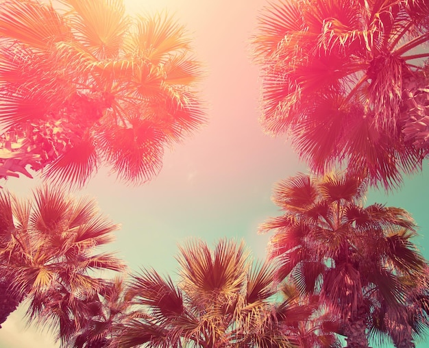 Vintage frame with tropic palm trees against sky at sunset light