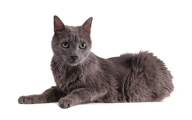 Vintage grey cat 19 years old isolated