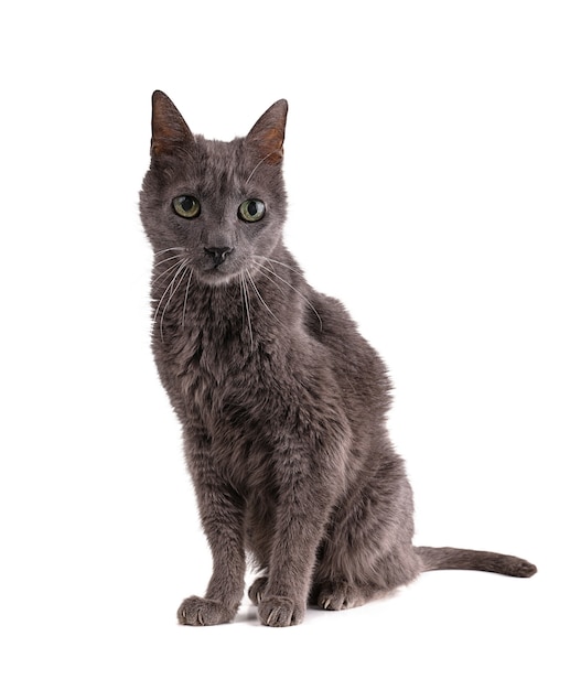 Vintage grey cat 19 years old isolated