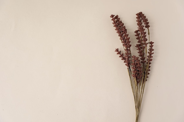 Vintage herbarium Composition of pressed and dried graceful meadow flowers on green paper background