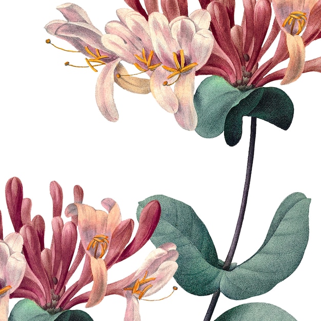 vintage honeysuckle flower png floral sticker illustration remixed from public domain artworks