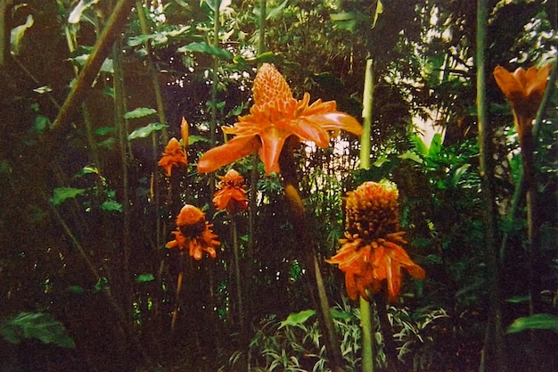 Foto vintage intense oranje banksia oranje bloeiwijzen en mijn graan foto