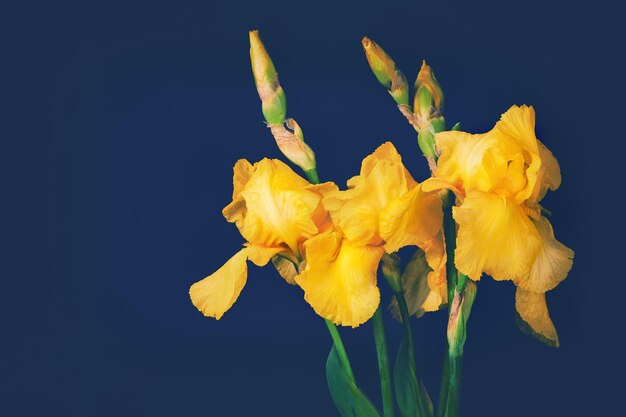 Vintage iris bloemen