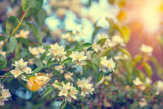 Vintage jasmine bush at sunset Selective focus