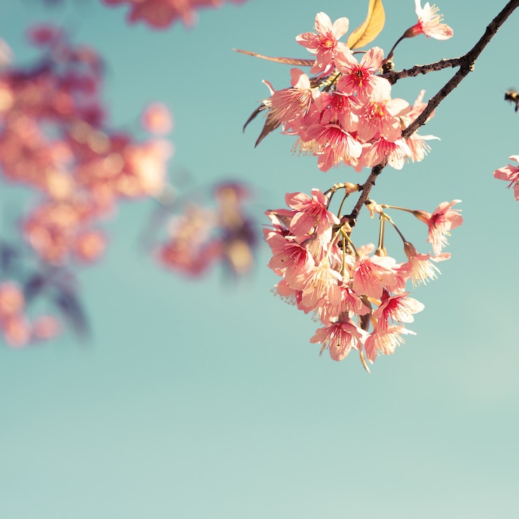 Foto vintage kersenbloesem - sakura bloem. natuur achtergrond (retro filter effect kleur)