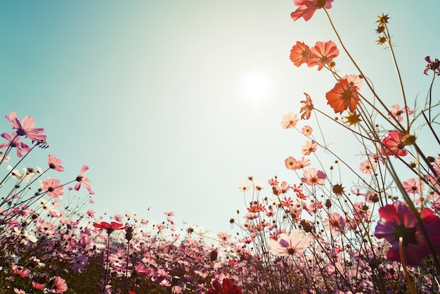 ビンテージ風景美しいコスモスの自然の背景太陽の光と空の花畑。レトロカラートーンフィルター効果