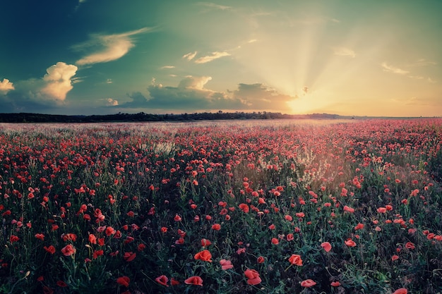 Vintage landschap met groot veld van papavers