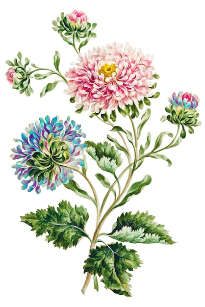 vintage large double china aster flower illustration botanical art print