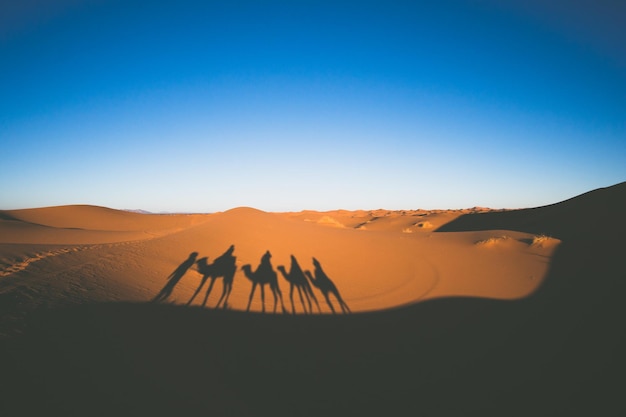 Vintage looking image of tourists riding camels in caravan in Sahara desert with camels shadows on a sand