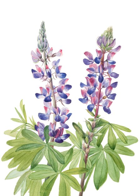 Photo vintage lupine blooming illustration png sticker