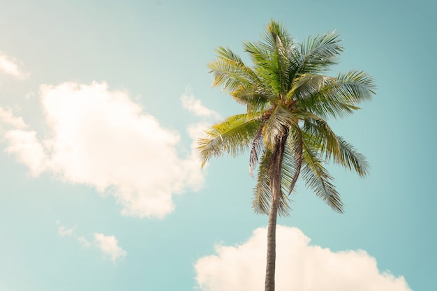 Sfondo natura vintage - palma sul cielo blu in estate. tono di colore dell'annata
