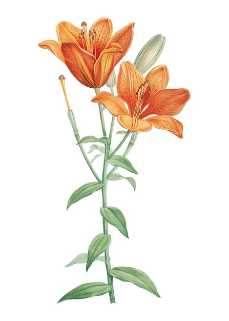 vintage orange bulbous lily transparent png