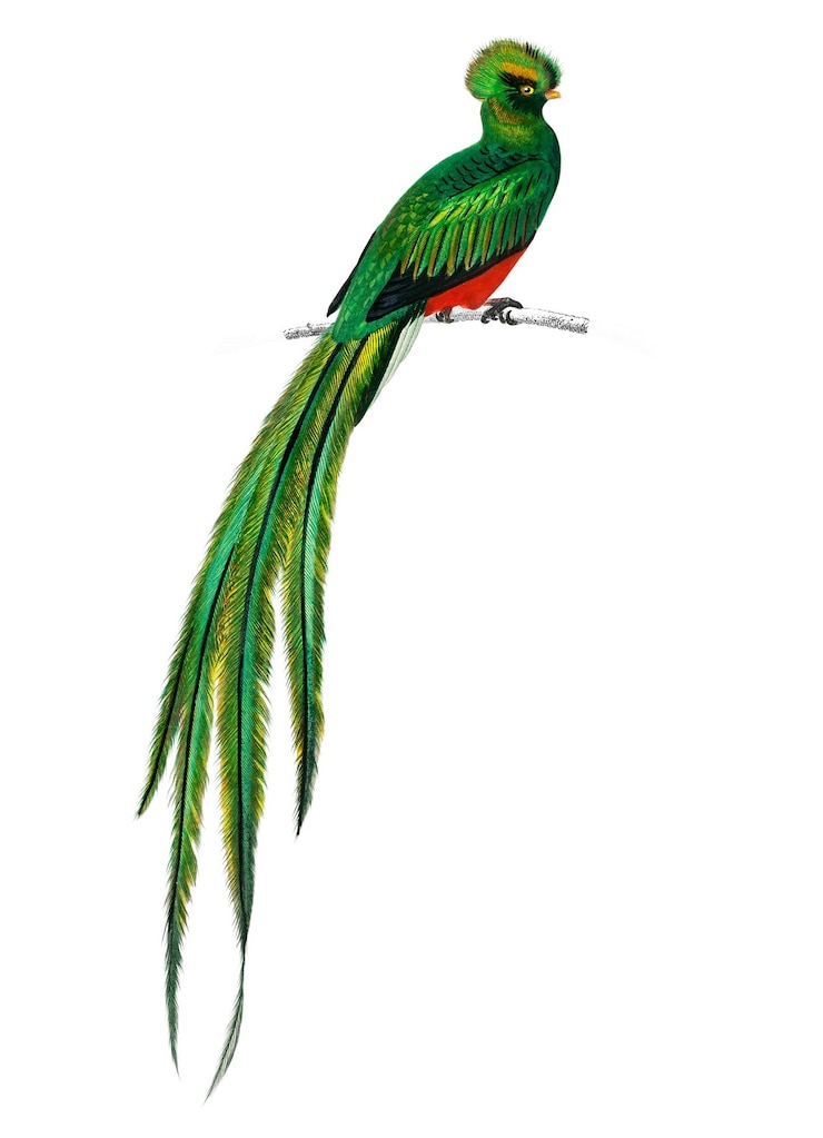 Photo vintage pavonine quetzal bird png remix from artworks by charles dessalines dorbigny