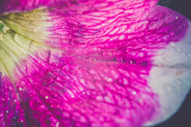 Photo vintage petunia flower