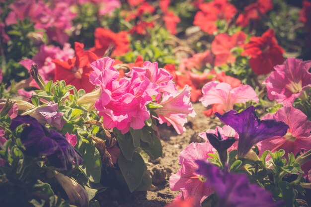 Vintage Petunia Flowers