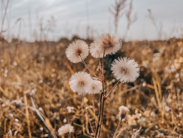 Premium Photo  Dandelion on a background of green grass nature and floral  botany